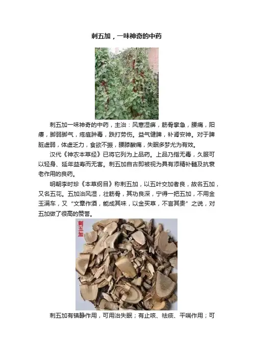 刺五加，一味神奇的中药