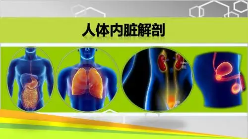 全省信息化教学大赛多媒体教学软件应用一等奖作品：人体内脏解剖 (消化系统,呼吸系统,泌尿生殖系)