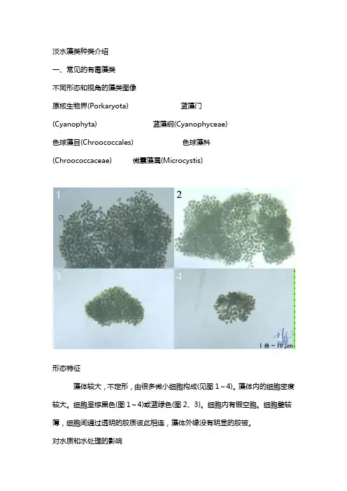 淡水藻类种类介绍
