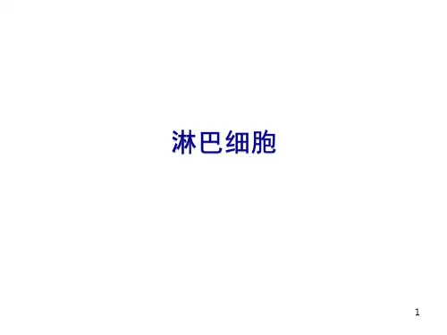 淋巴细胞与异型淋巴细胞PPT课件