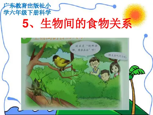 5、6生物间的食物关系,相互联系的食物网