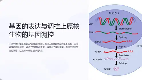 基因的表达与调控上原核生物的基因调控