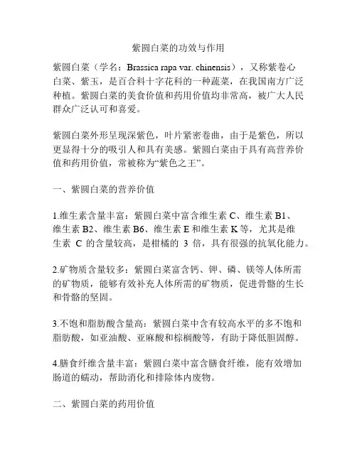紫圆白菜的功效与作用