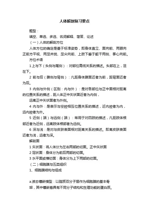 人体解剖复习要点