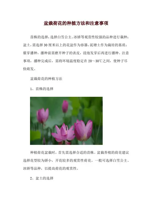 盆栽荷花的种植方法和注意事项
