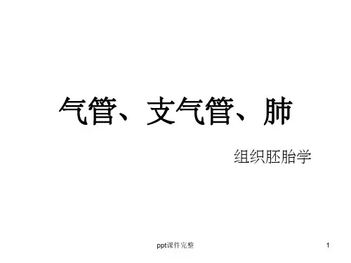 气管、支气管、肺(组织学)PPT课件