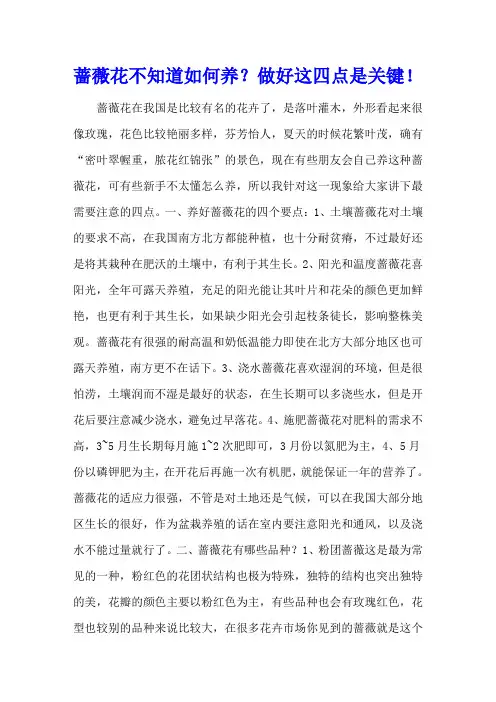 蔷薇花不知道如何养？做好这四点是关键!
