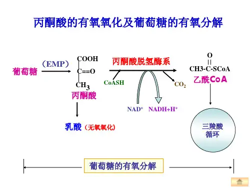 生物化学糖类代谢糖的有氧氧化