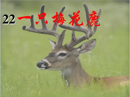 22、一只梅花鹿PPT课件