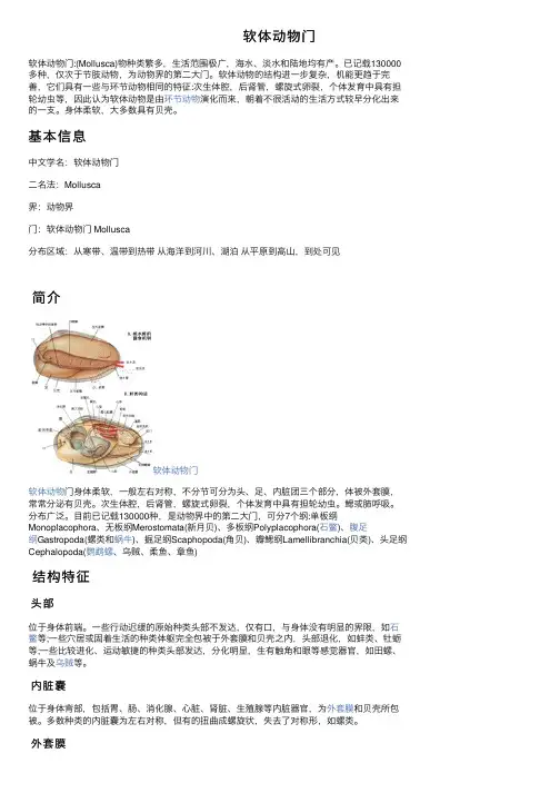 软体动物门——精选推荐