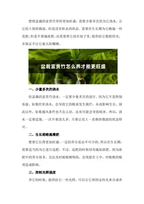 盆栽富贵竹怎么养才能更旺盛