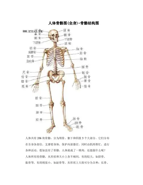 人体骨骼图(全身)-骨骼结构图