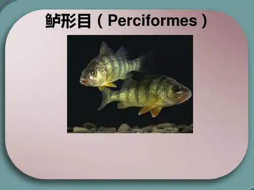 鲈形目