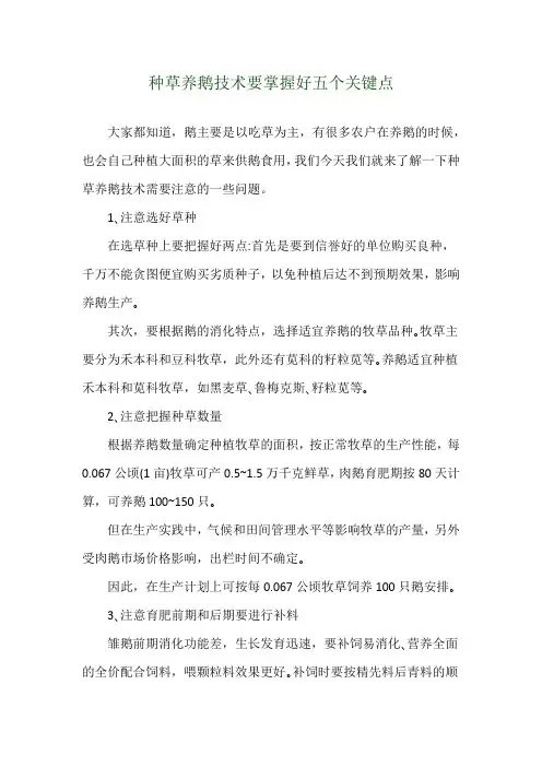 种草养鹅技术要掌握好五个关键点