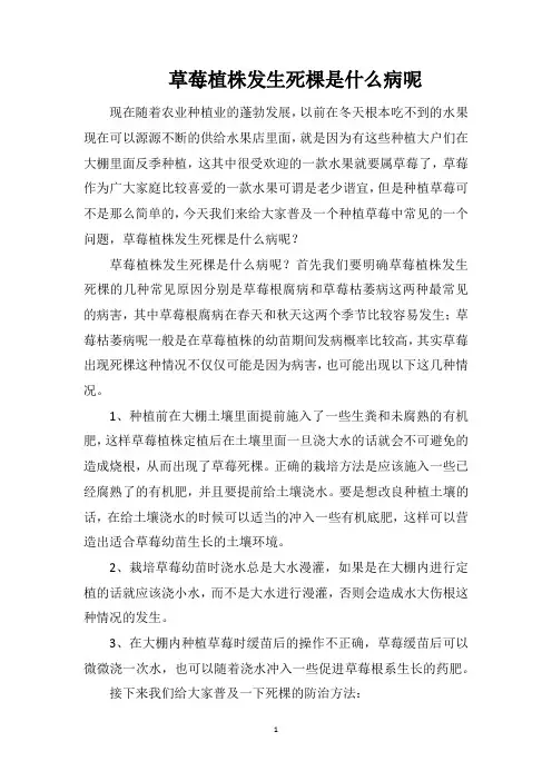 草莓植株发生死棵是什么病呢
