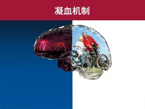 凝血机制