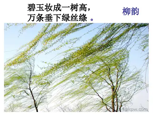 《白杨礼赞111》优秀ppt课件
