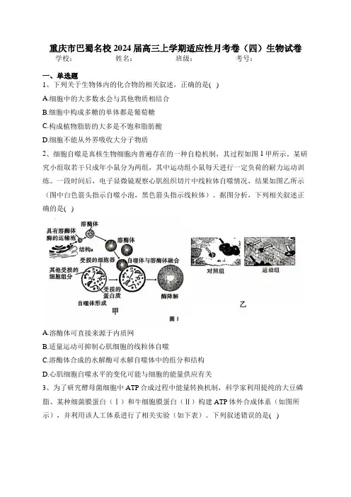 重庆市巴蜀名校2024届高三上学期适应性月考卷(四)生物试卷(含答案)