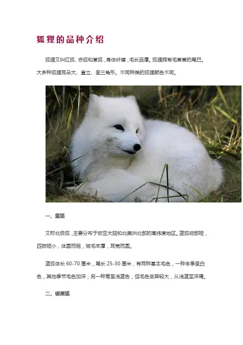 狐狸的品种介绍