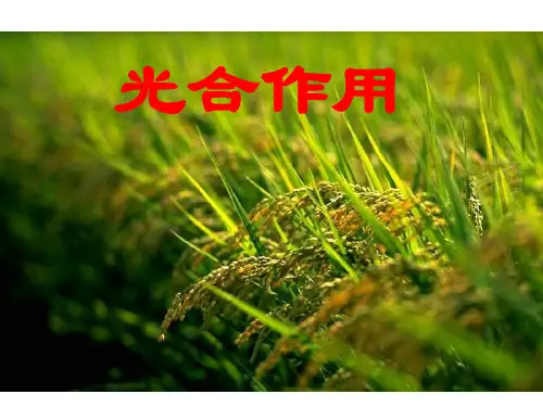 光合作用专题复习PPT课件