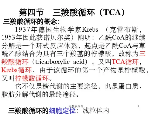 三羧酸循环(TCA)ppt课件