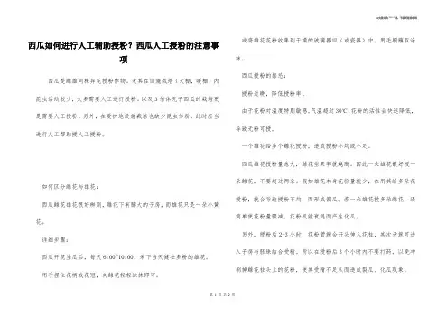西瓜如何进行人工辅助授粉？西瓜人工授粉的注意事项 