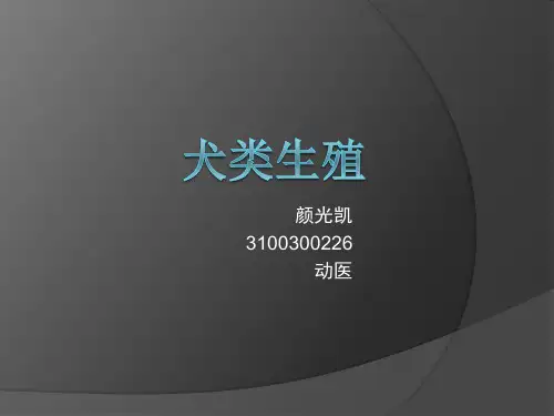 犬类生殖