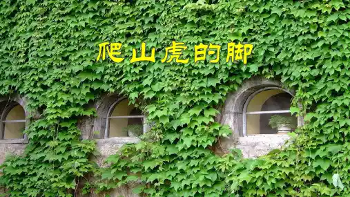 部编版语文四年级上册10《爬山虎的脚》课件(共23张PPT)(1)