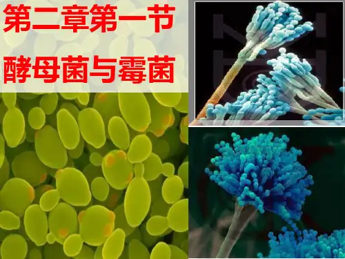 冀少版八年级上册生物 5.2.1酵母菌和霉菌 课件   (共16张PPT)
