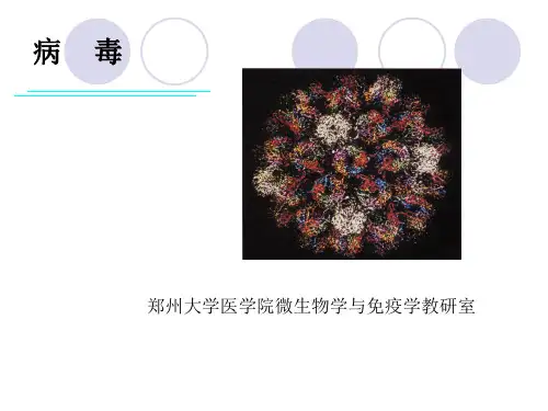 医学微生物学PPT课件 病毒的基本性状2