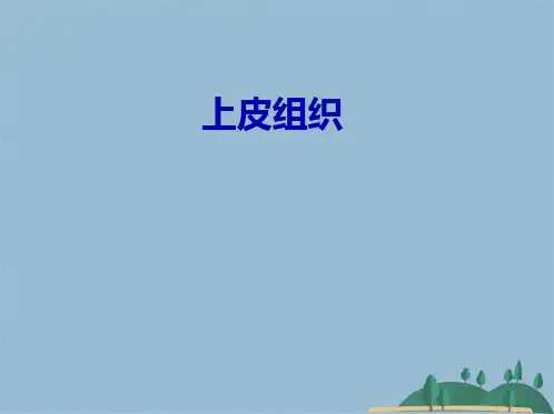 动物组织学上皮组织(共30张PPT)