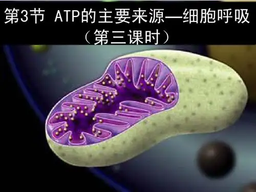 新人教版高中生物必修1全册课件：5.3细胞呼吸第三课时