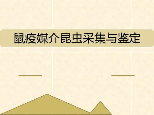 鼠疫主要媒介昆虫采集与鉴定