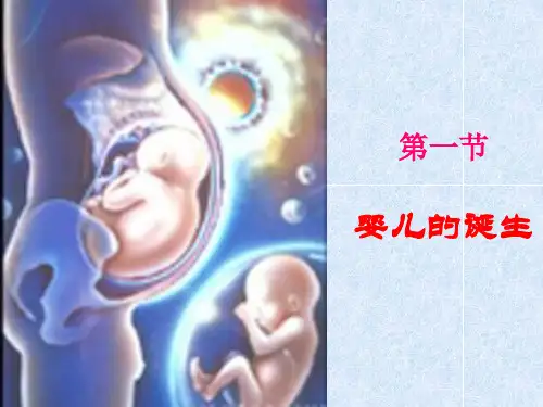 婴儿的诞生课件