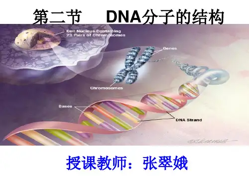 DNA分子的结构优质课课件(共22张)