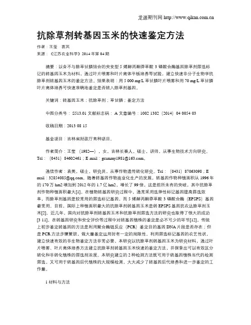 抗除草剂转基因玉米的快速鉴定方法