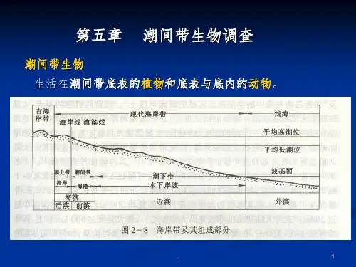 第五章 潮间带生物调查ppt课件