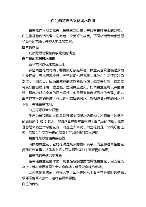 白兰的花语含义及风水作用