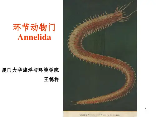多毛类——环节动物门