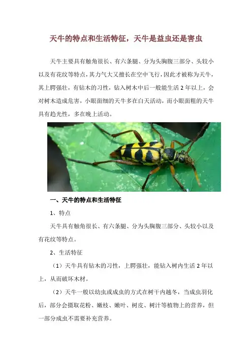 天牛的特点和生活特征,天牛是益虫还是害虫