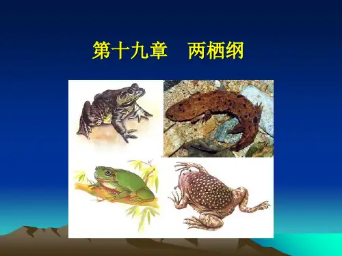 第十九两栖纲-PPT精选.ppt