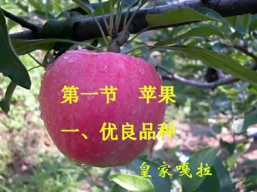 一  苹果优良品种.ppt