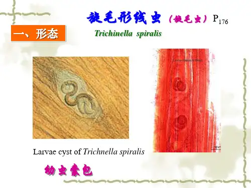 3.旋毛虫、丝虫、肝吸虫