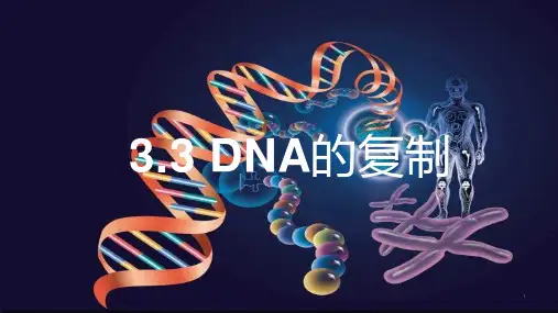 人教版新教材《DNA的复制》ppt精品教学课件