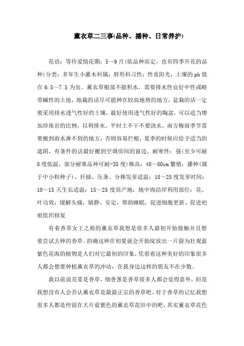 薰衣草二三事(品种、播种、日常养护)