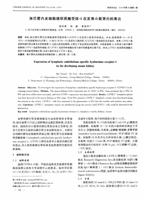 淋巴管内皮细胞透明质酸受体-1在发育小鼠肾内的表达