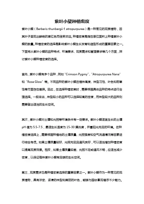紫叶小檗种植密度
