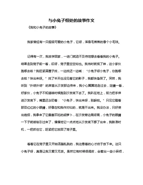 与小兔子相处的故事作文