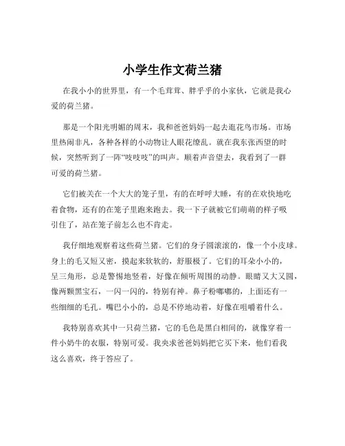 小学生作文荷兰猪