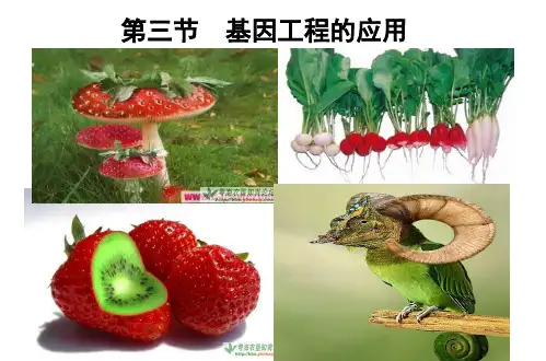 基因工程的应用--公开课